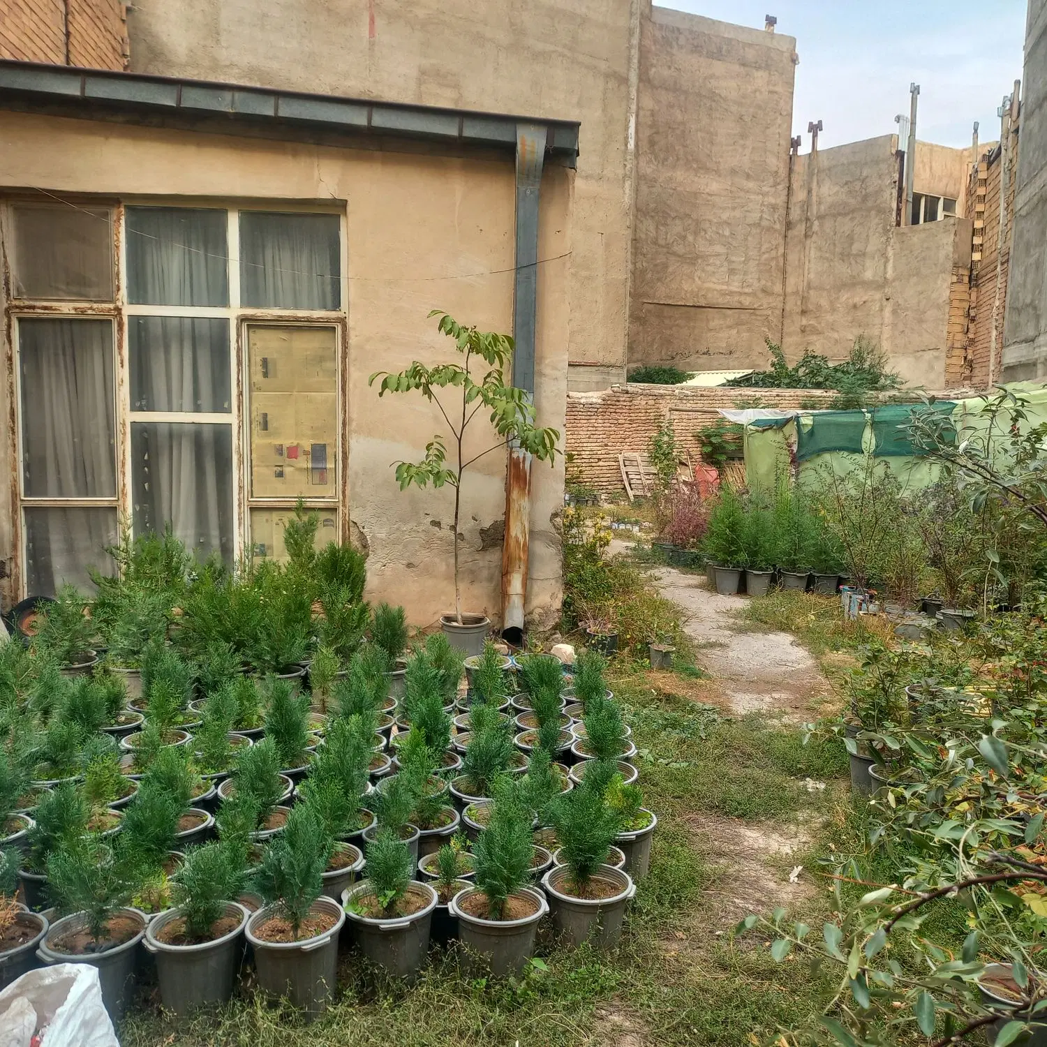 فروش حیاط در ائل گلی