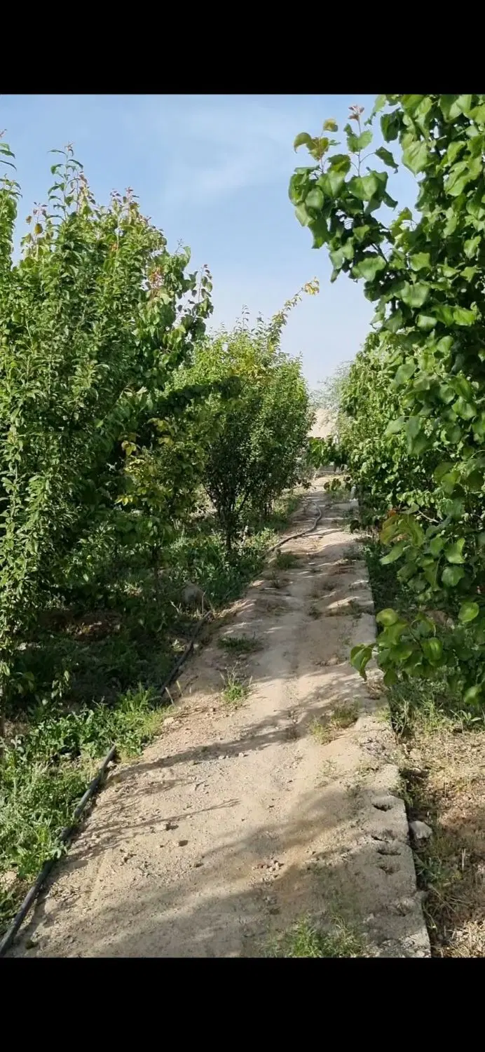 فروش باغ چهاردیواری