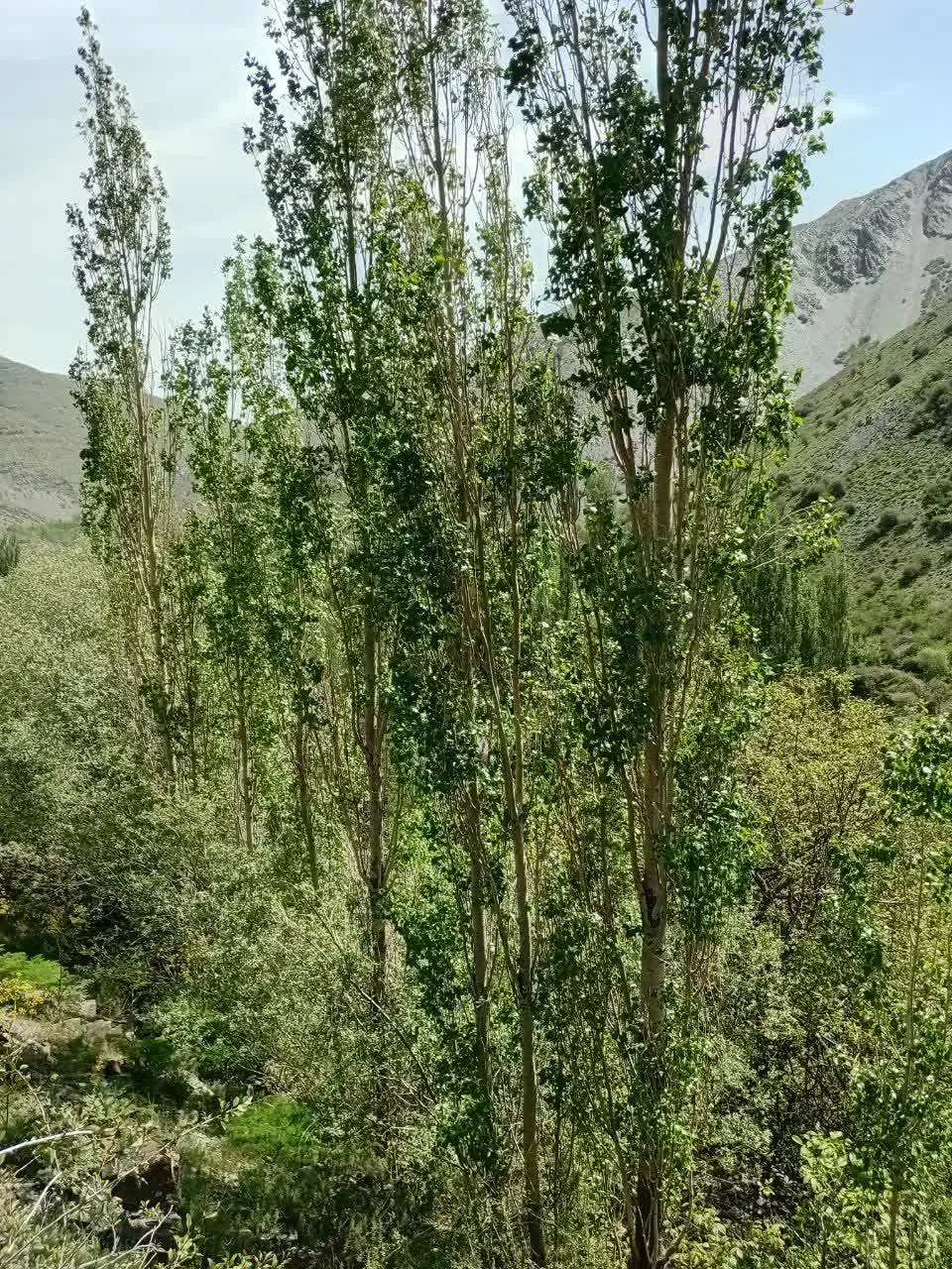 باغ ویلا طرقبه جاغرق روستای کردینه
