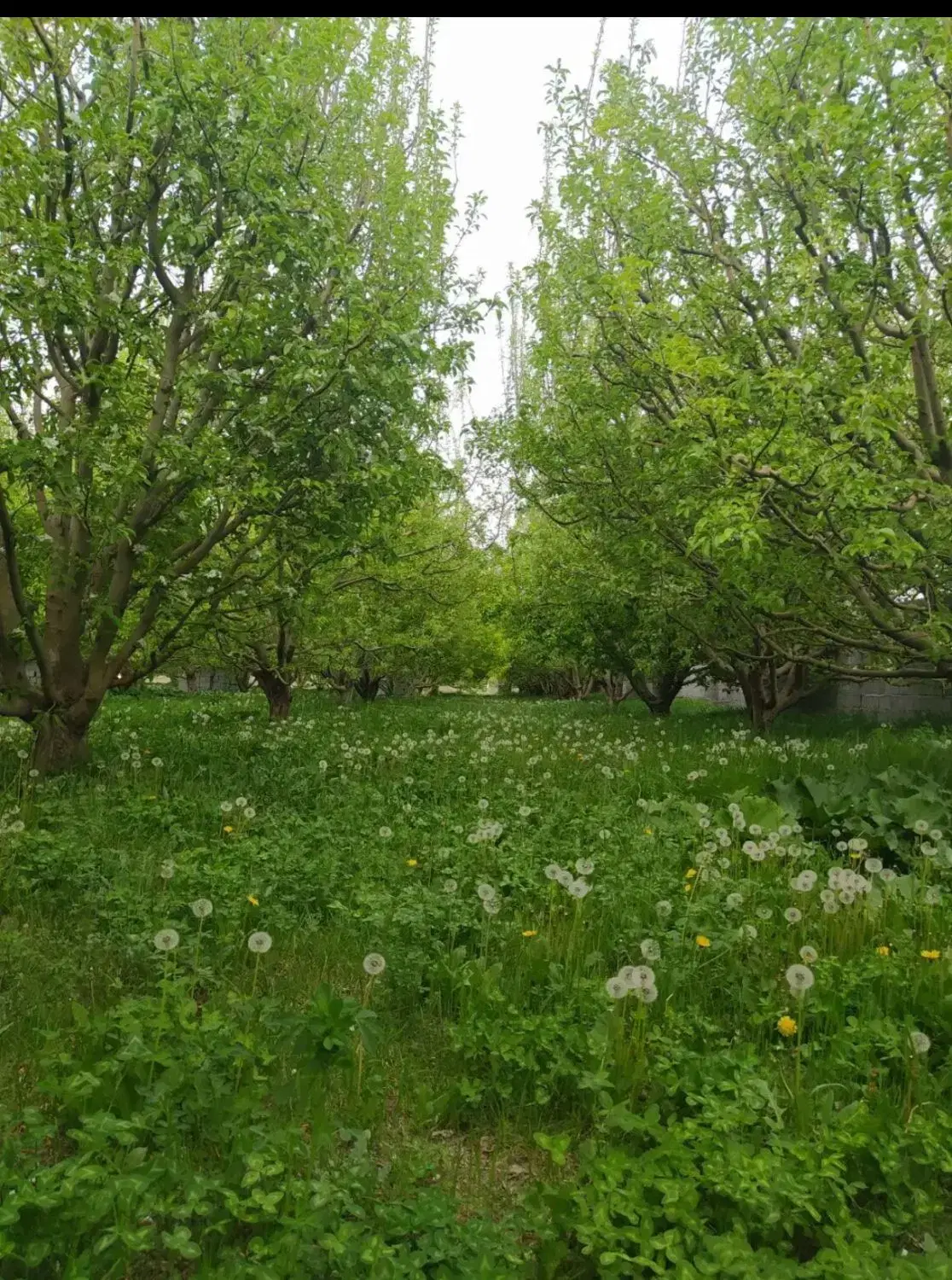 باغ و باغچه در روستای یارعزیز