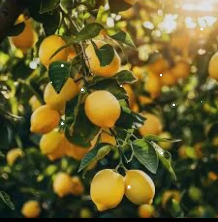 فروش باغ دابودشت