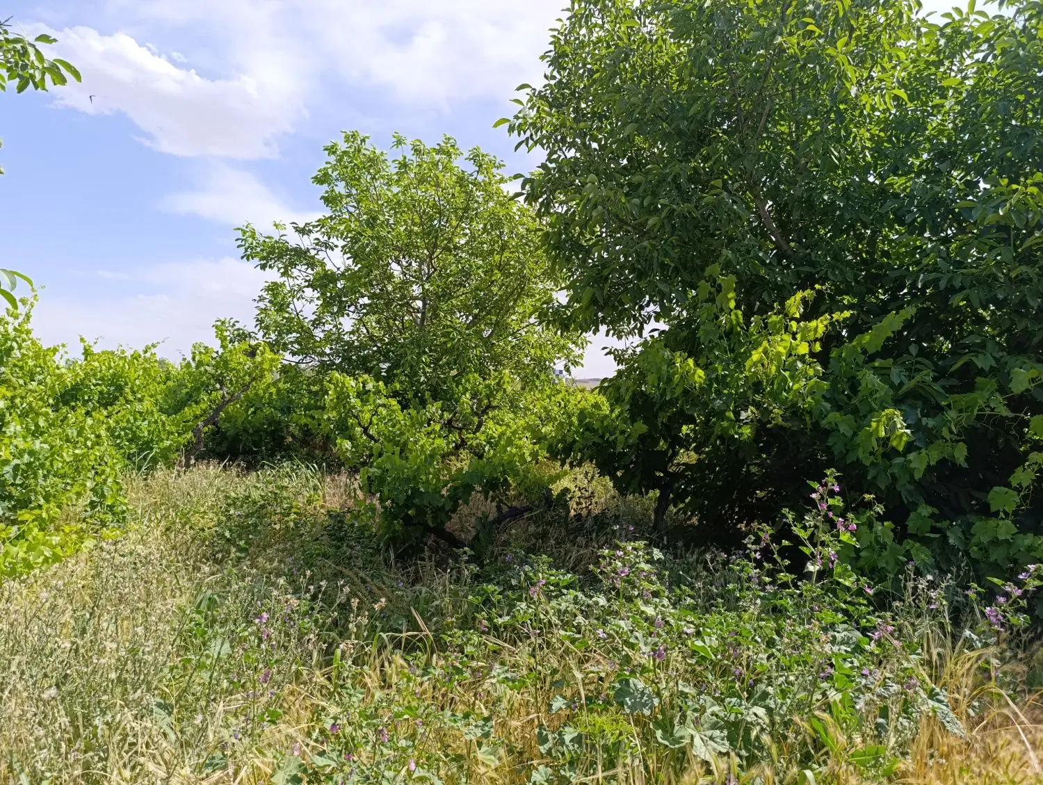 باغ و باغچه_ سهمیه و سند آب_لوکیشن بکر