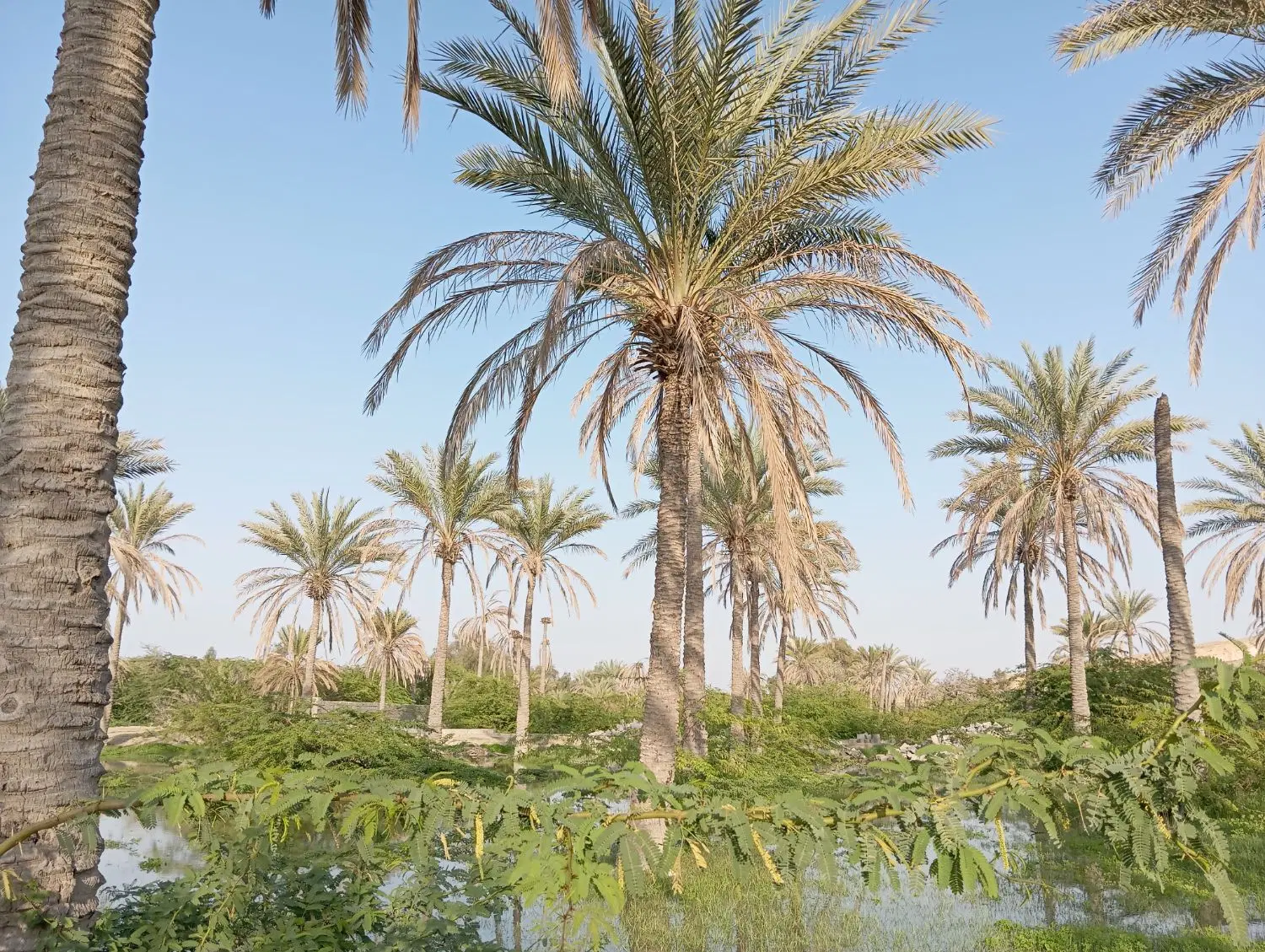 فروش زمین نخلستان