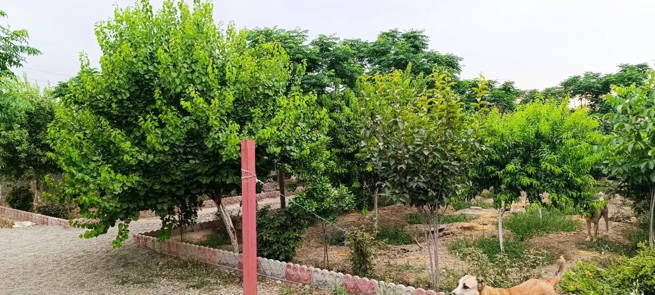 فروش 1400متر باغ چهاردیواری موسی آبادکاشانی