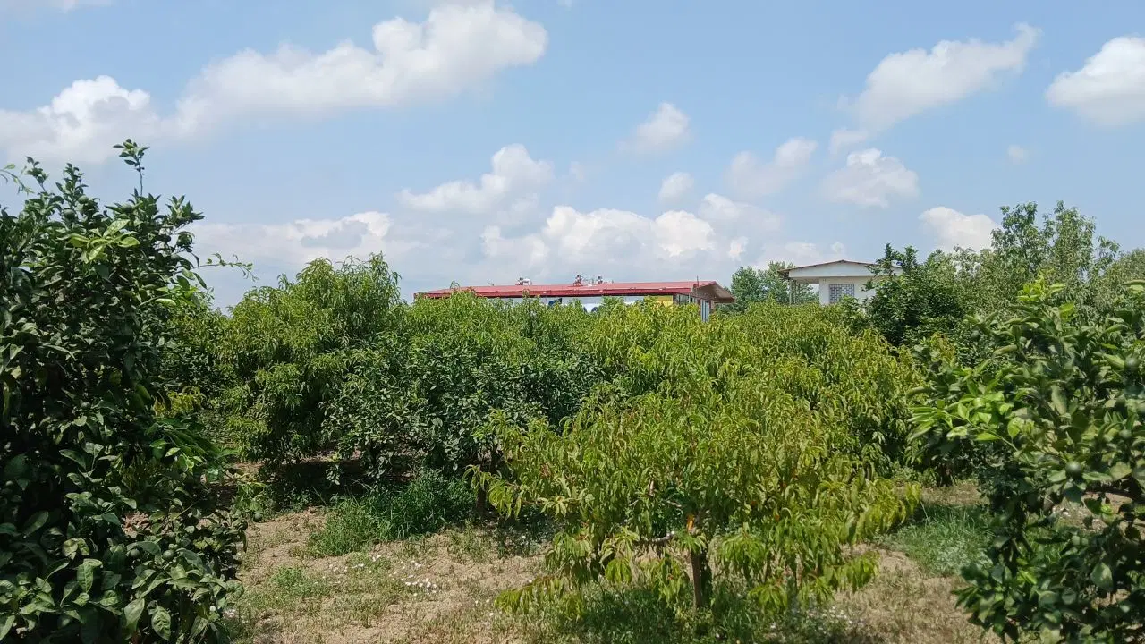 باغ نارنگی و شلیل