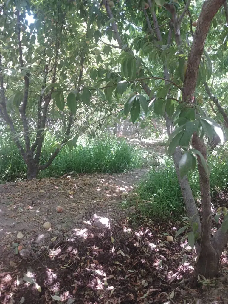 350 متر باغچه چهاردیواری عرصه و عیان سهمیه اب