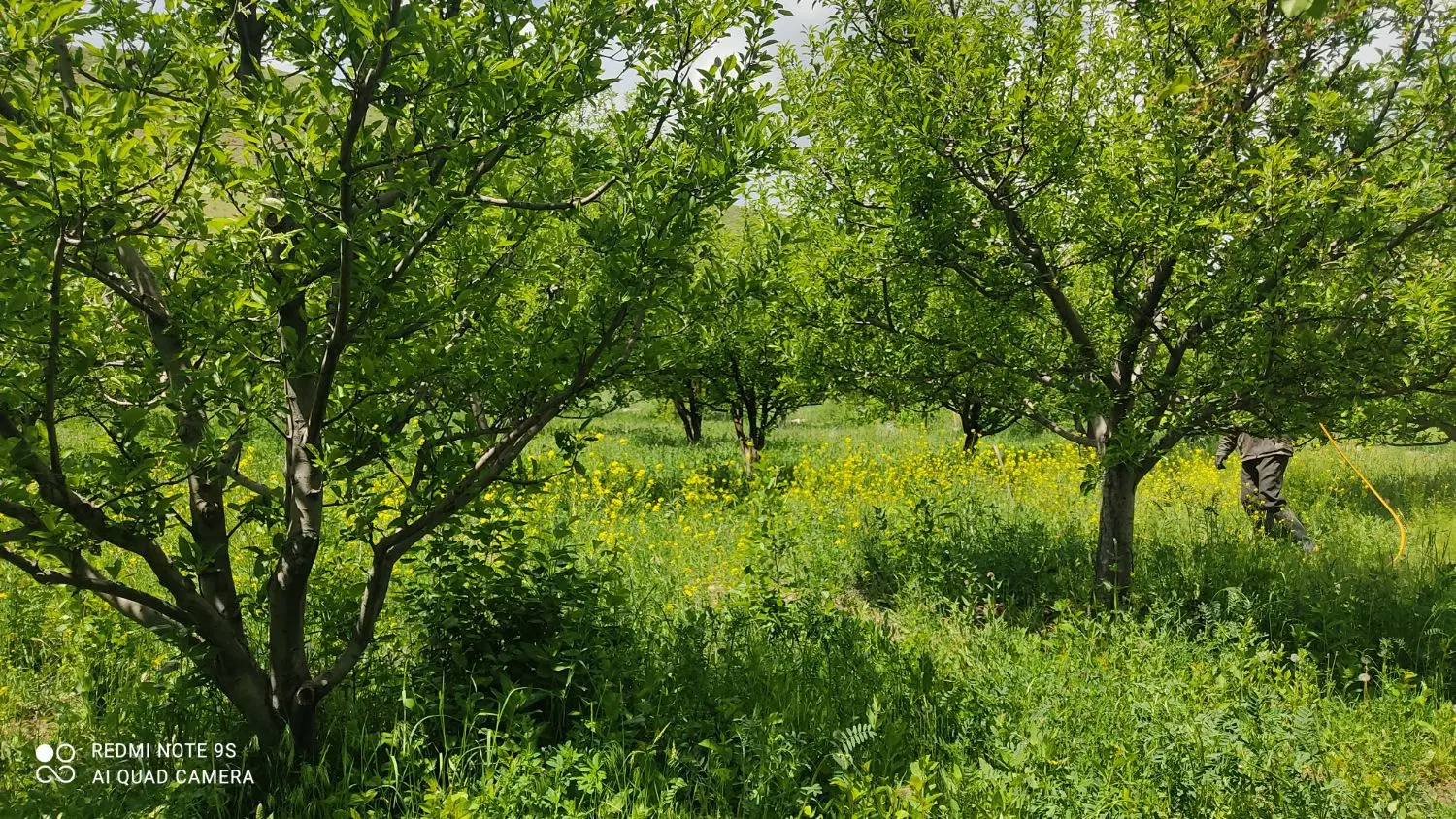 باغ در روستای خونیق اهر