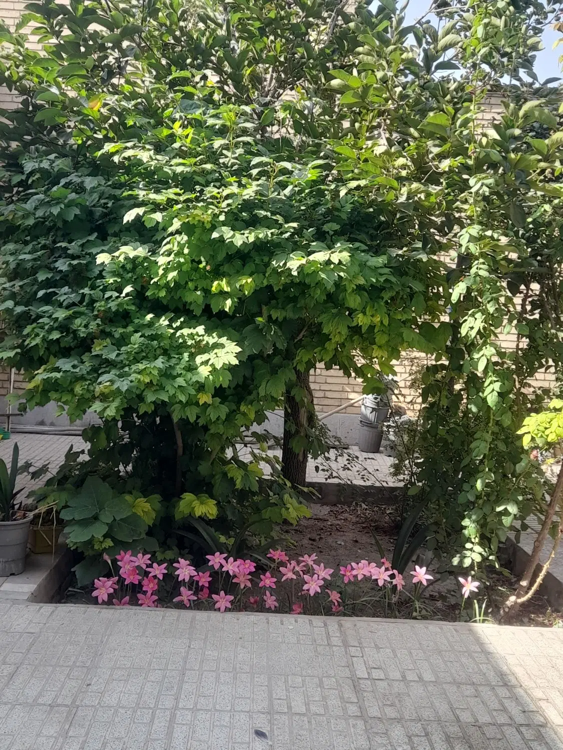 فروش زمین کشاورزی