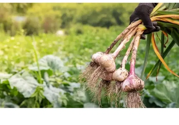 اجاره زمین مزروعی برای کاشت سیر