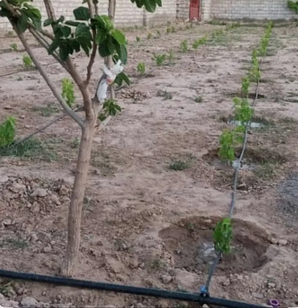 فروش باغ