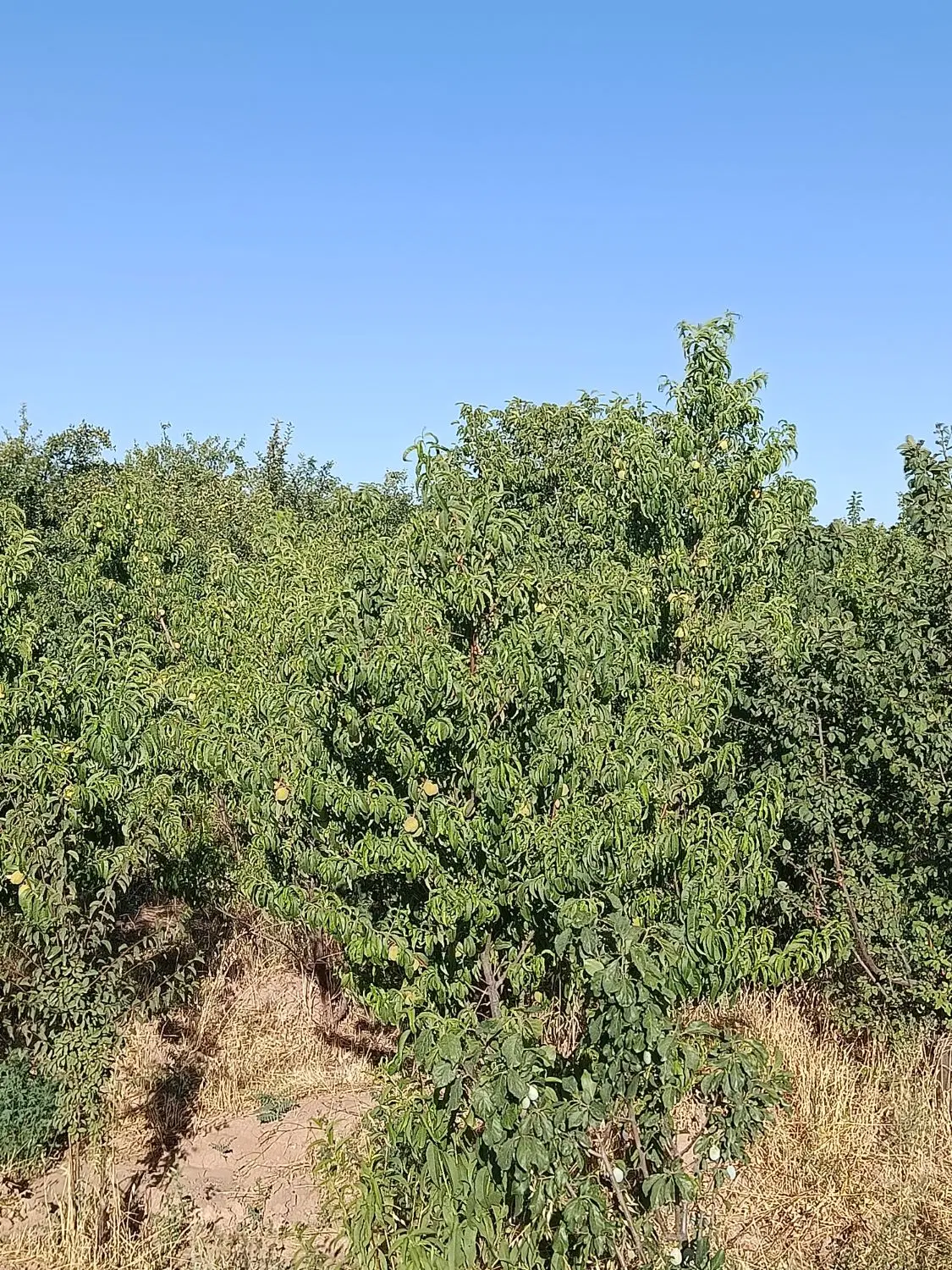 زمین باغی و کشاورزی