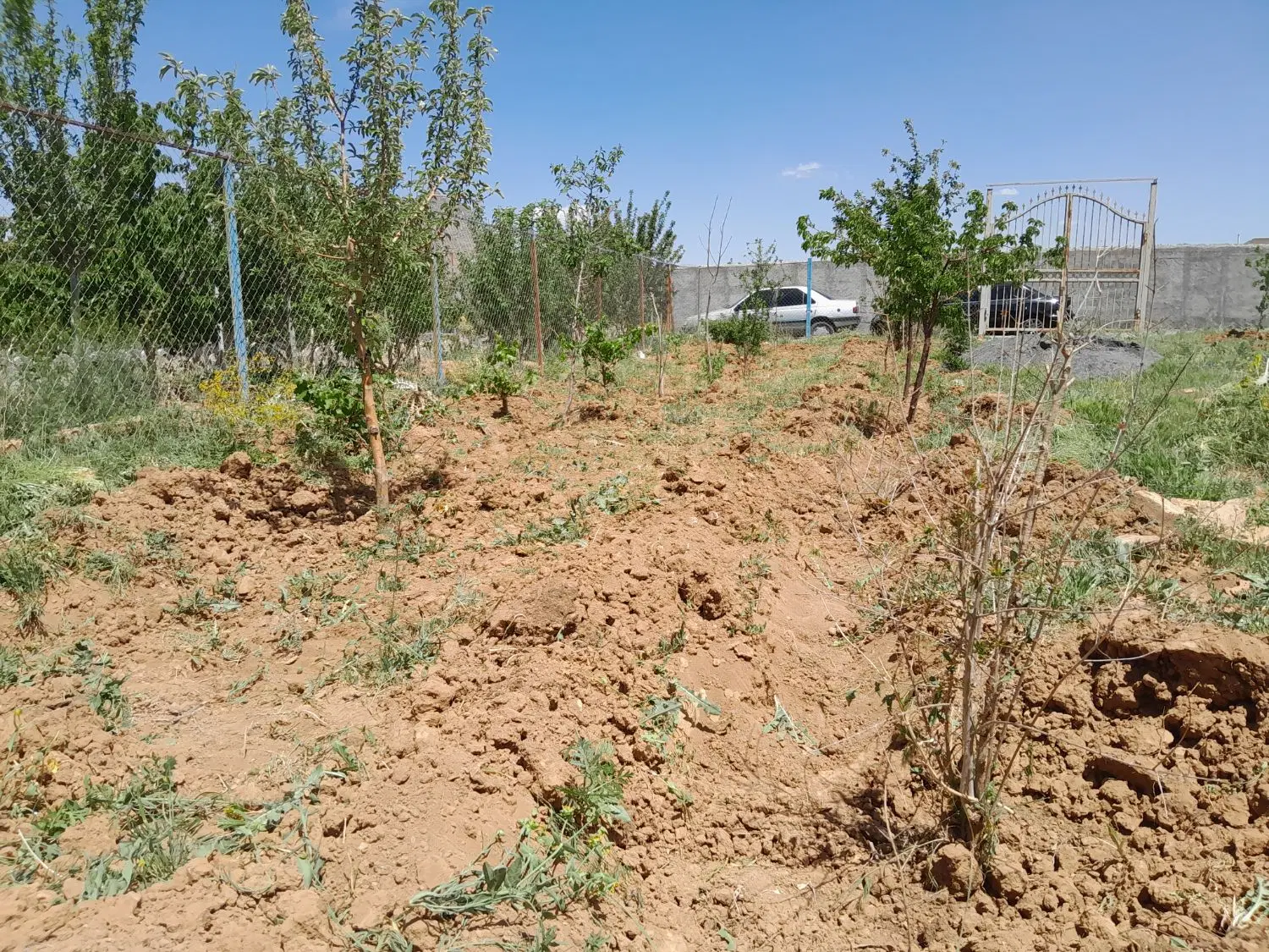 باغ درمثلت طلایی بان