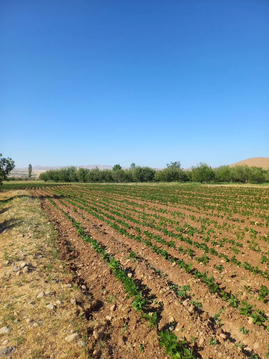 باغ در لرستان