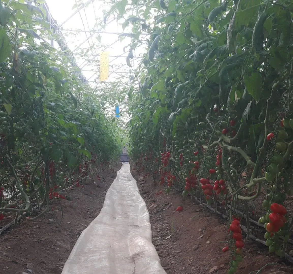 گلخانه در شهرک گلخانه ای آوه