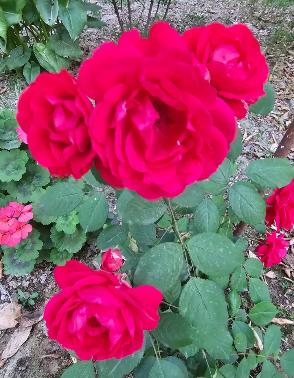 اجاره منزل ویلایی به همراه باغ در روستای کریم آباد