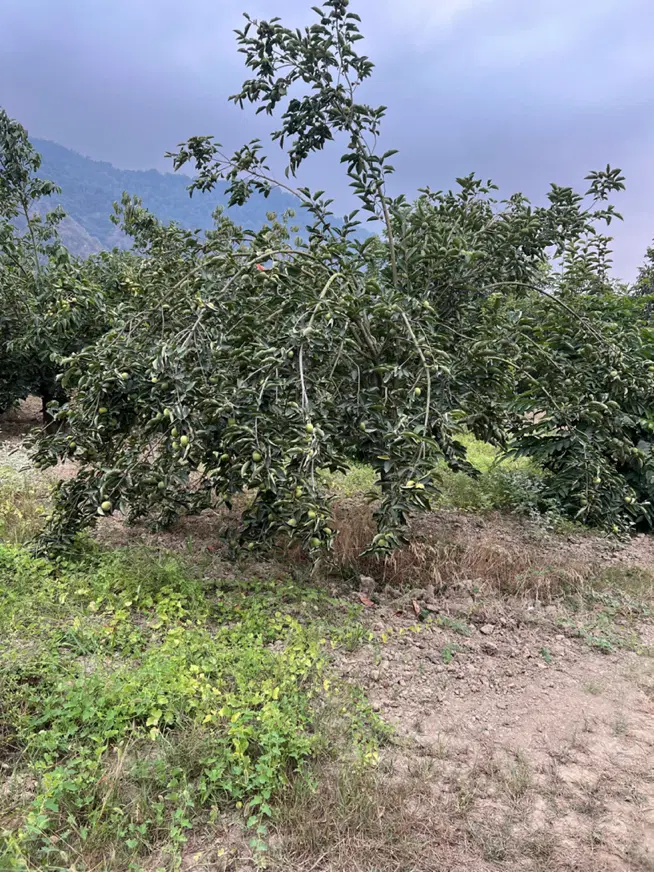 ۱۲۰۰ متر باغ خرمالو در لیوان شرقی