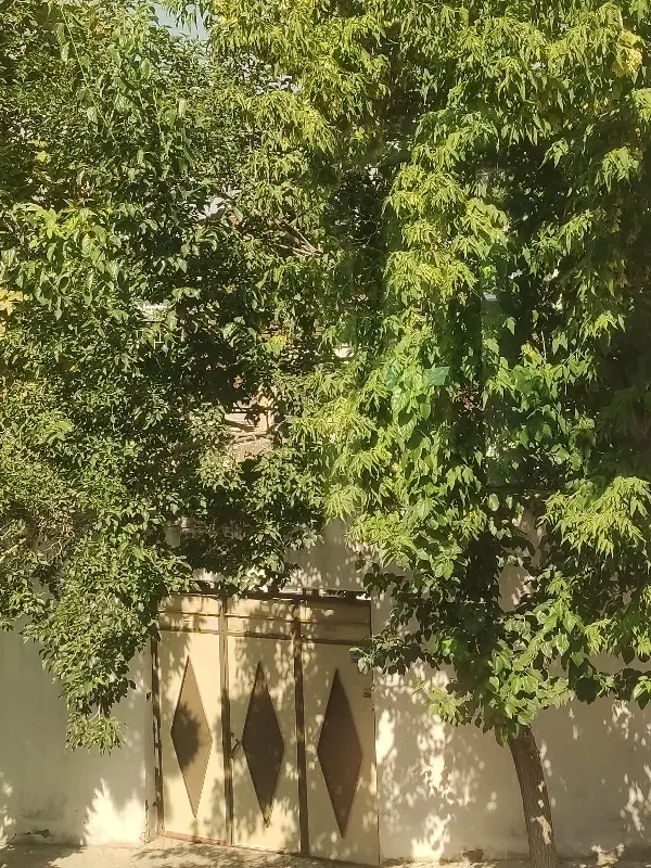 220 متر کلنگی مشارکت