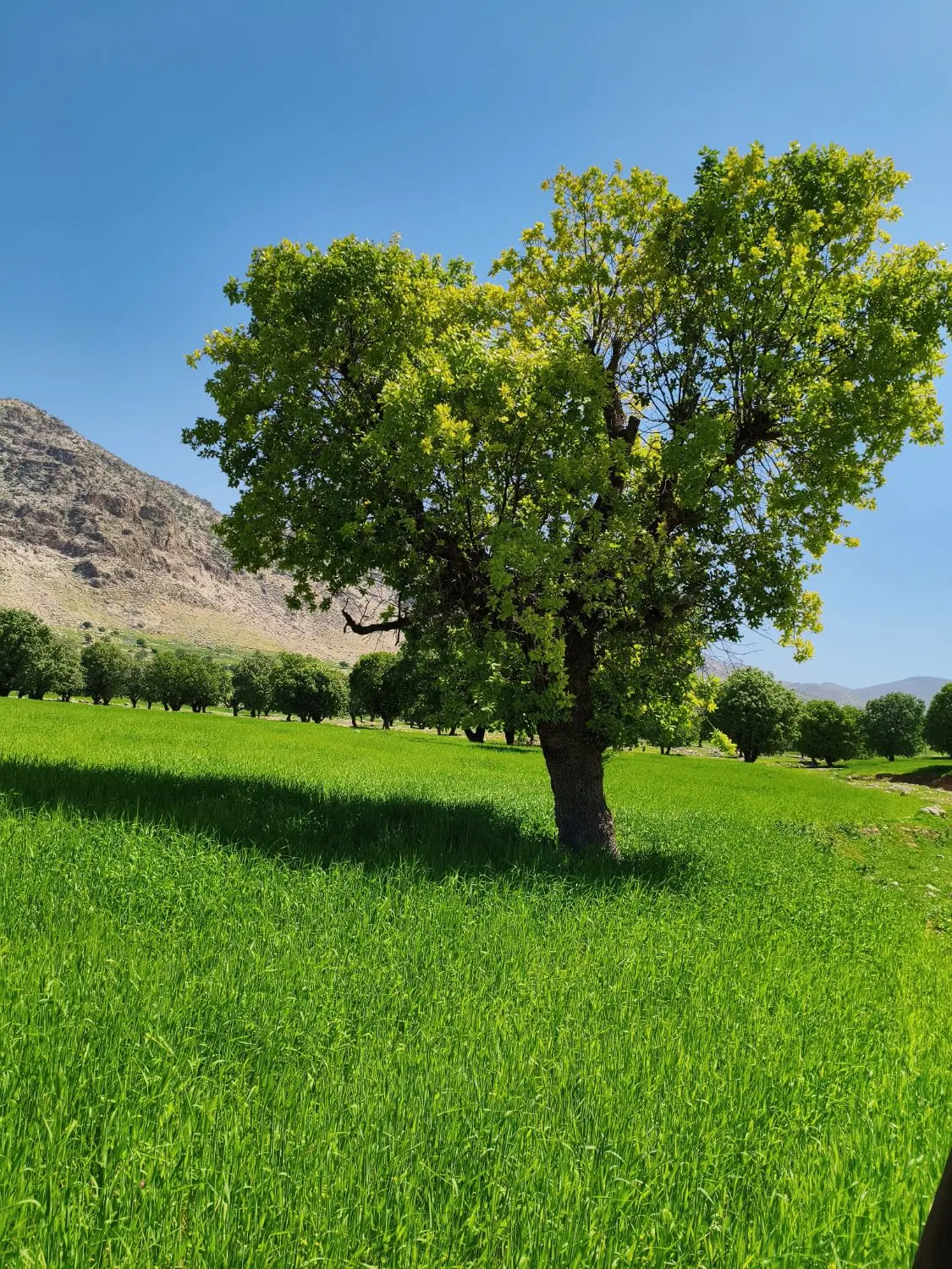 فروش زمین مناسب باغ ویلا معاوضه تنهابا سورن دوگانه