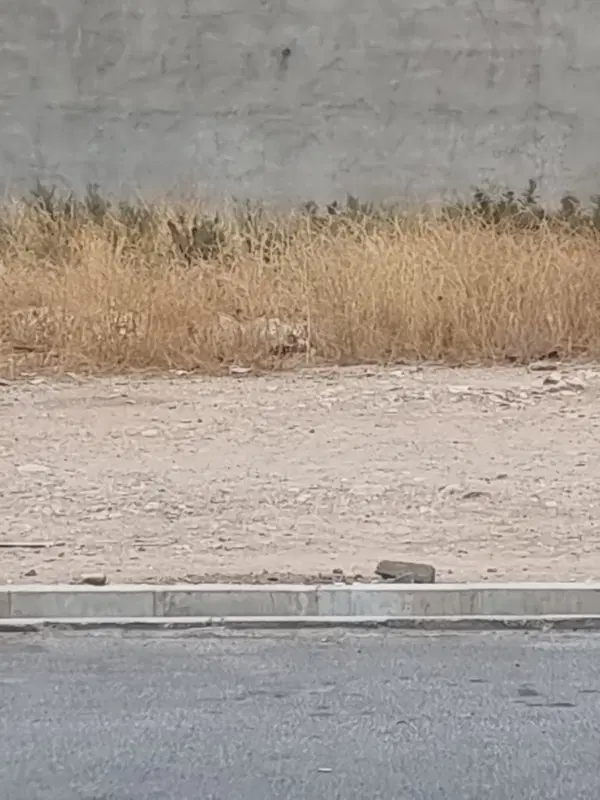 زمین ۱۸۰ متری درب ساختمان سید صفری