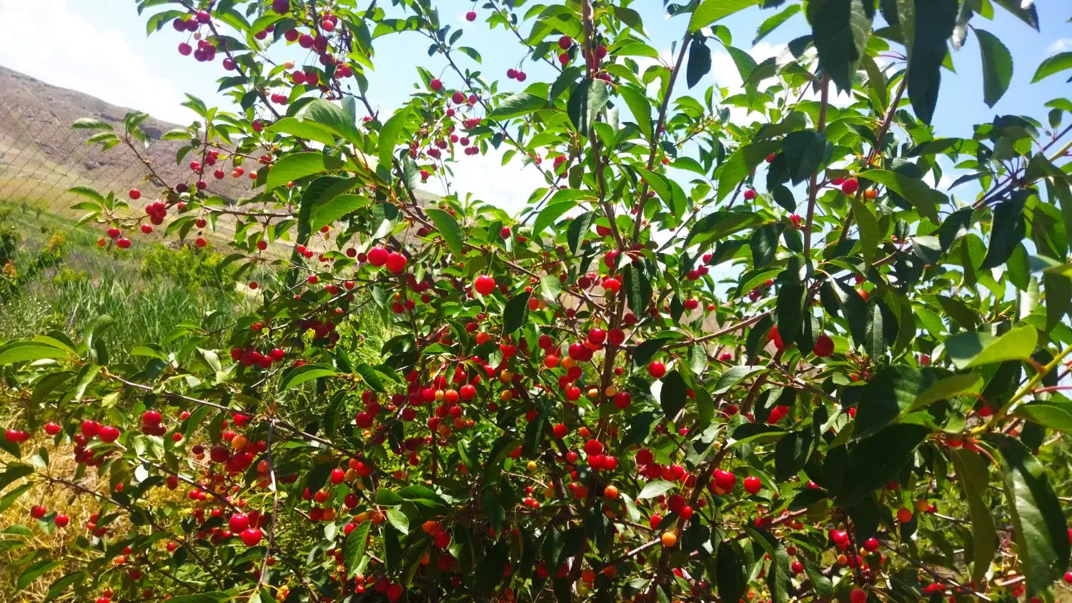 فروش باغ و خانه باغ درنرسیده به سرند