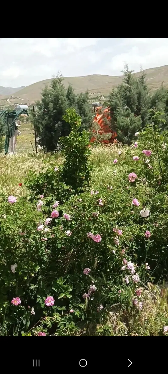 باغچه ۳۰۰۰متری و ۱۱۰۰متری