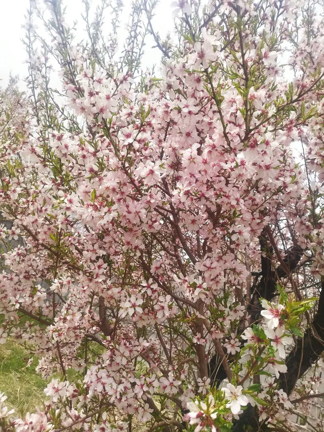 باغ میوه گردو . روستای چشین