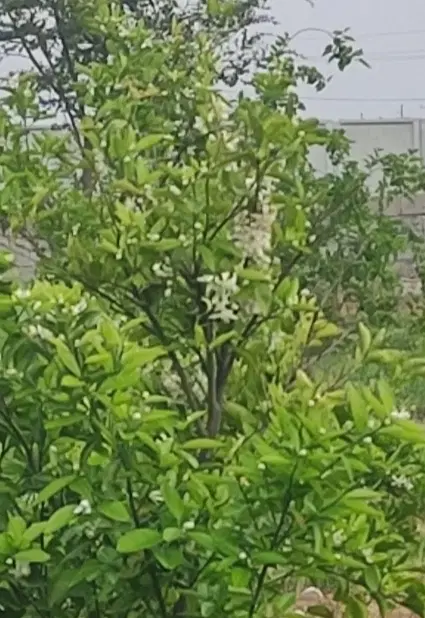 باغ ۸۰۰ متری چمگلک نزدیک ورودی شهر