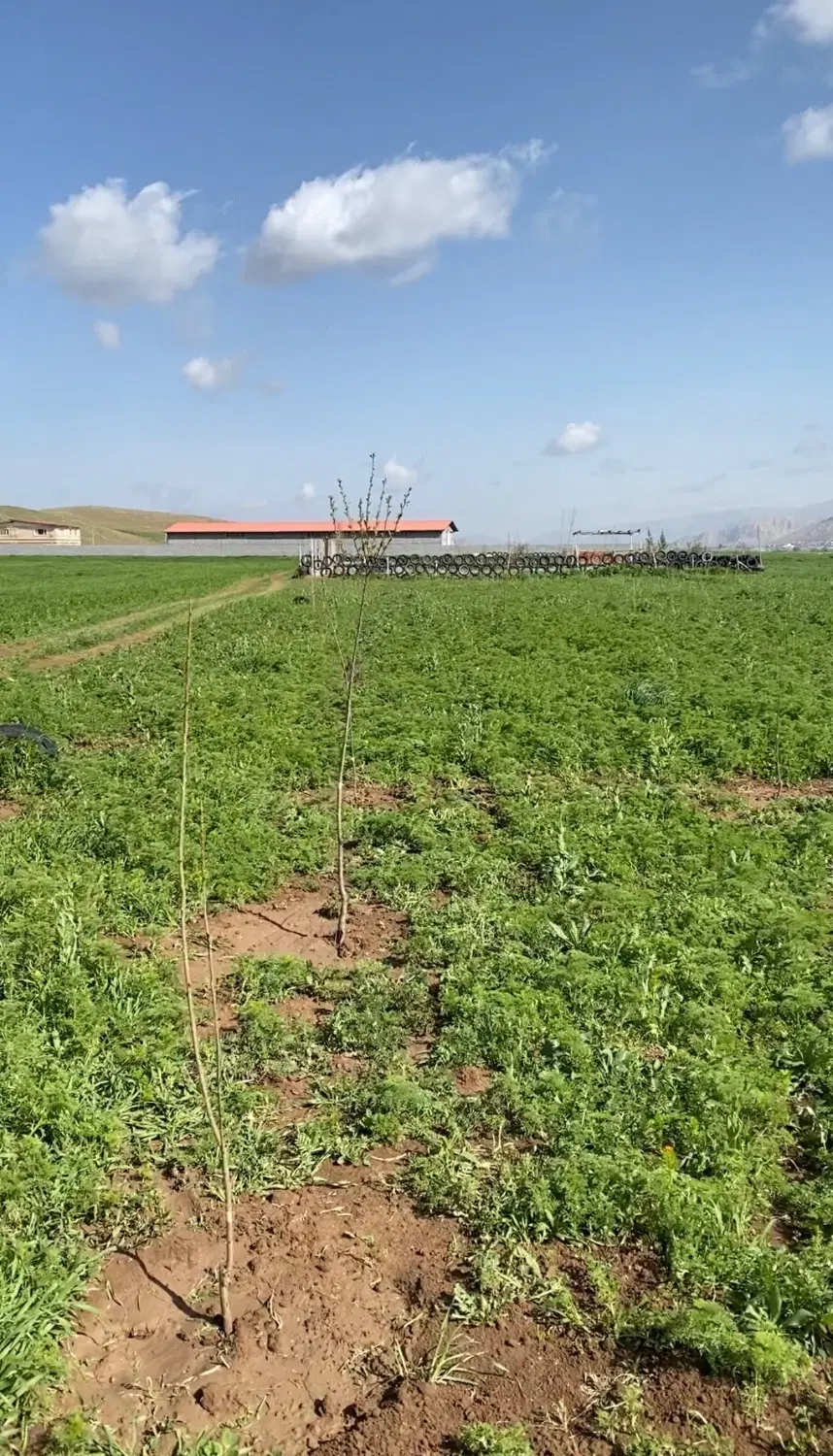 زمین باغ نزدیک دولت اباد
