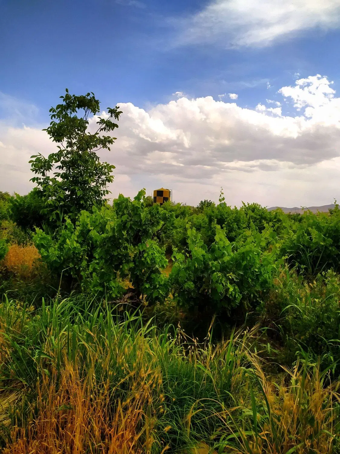 باغ و باغچه_سند آب_درختان میوه ۴۰ ساله