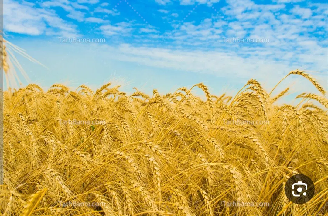 فروش زمین کشاورزی در مرزآباد موسیان