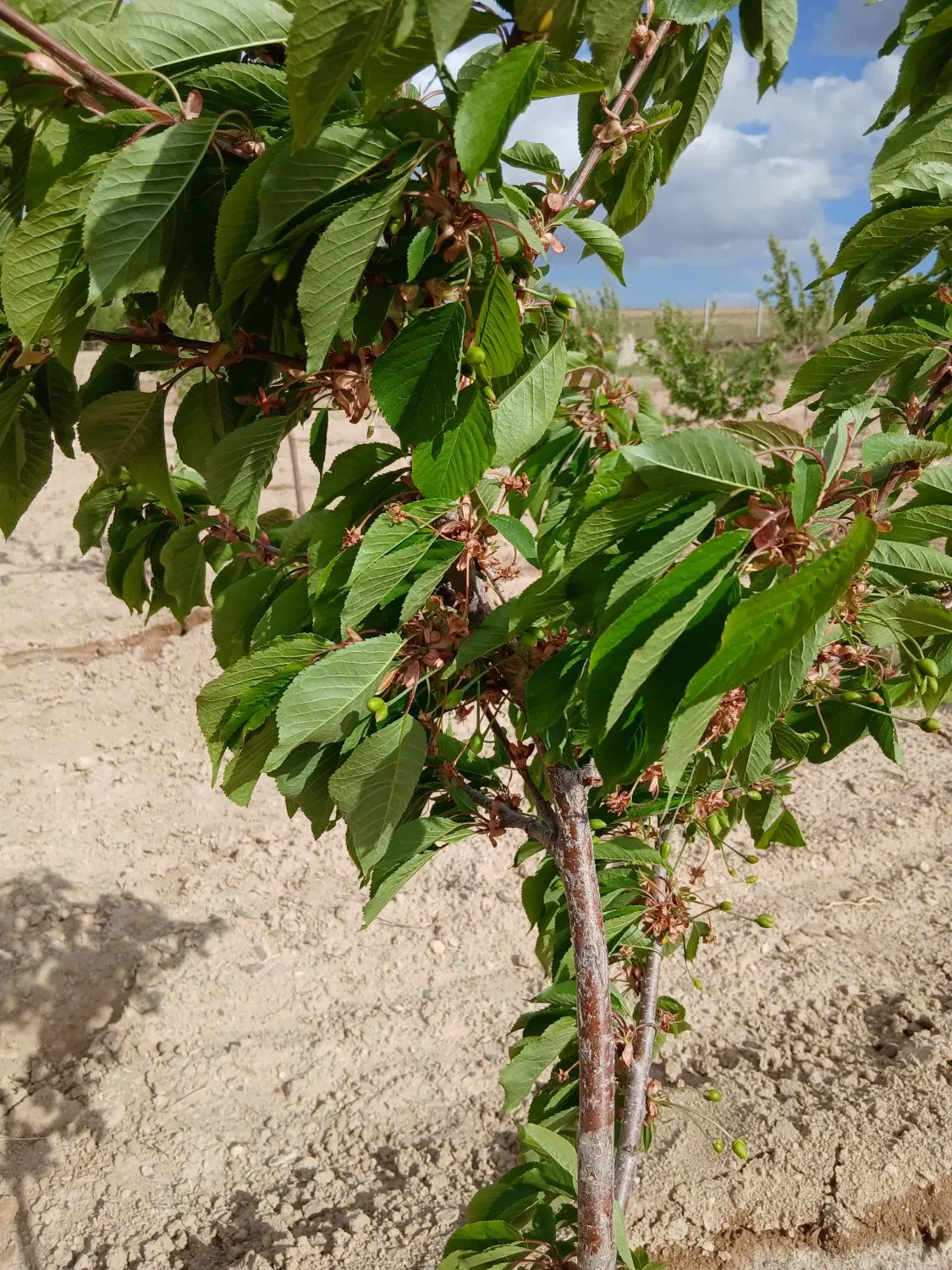 باغ در یگانه