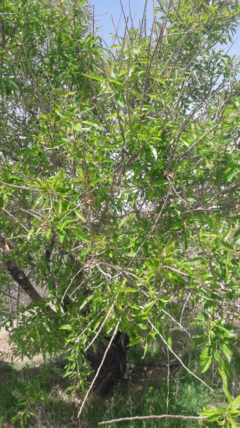 فروش باغ در سامان شوراب صغیر