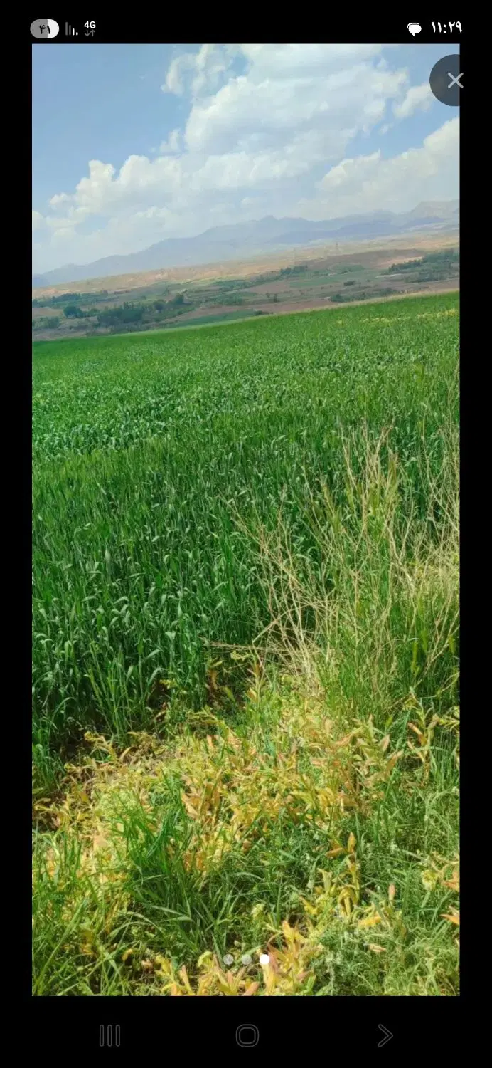 زمین باغی