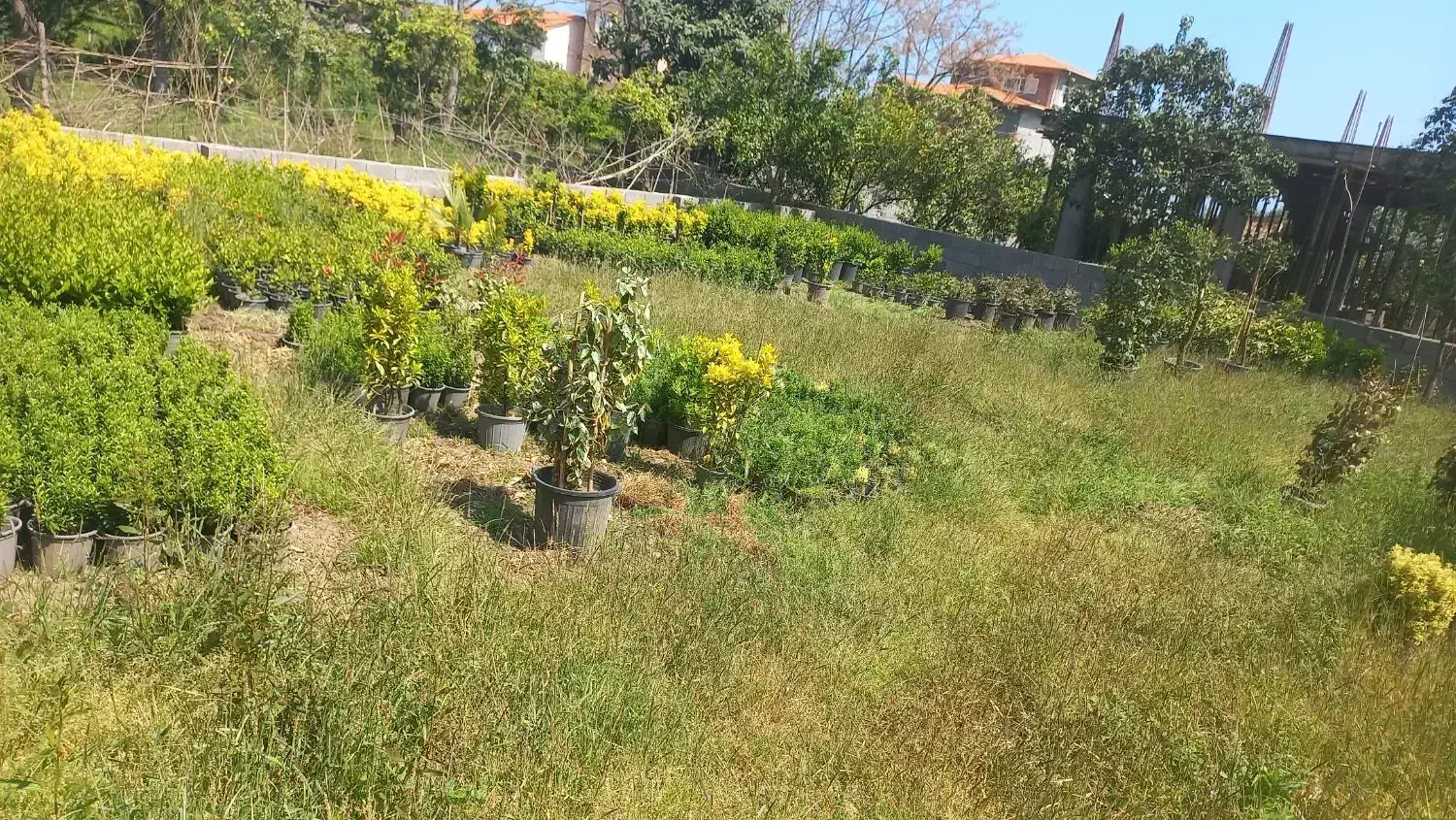 فروش ۲۴۴متر زمین مسکونی در روستای توبن رامسر