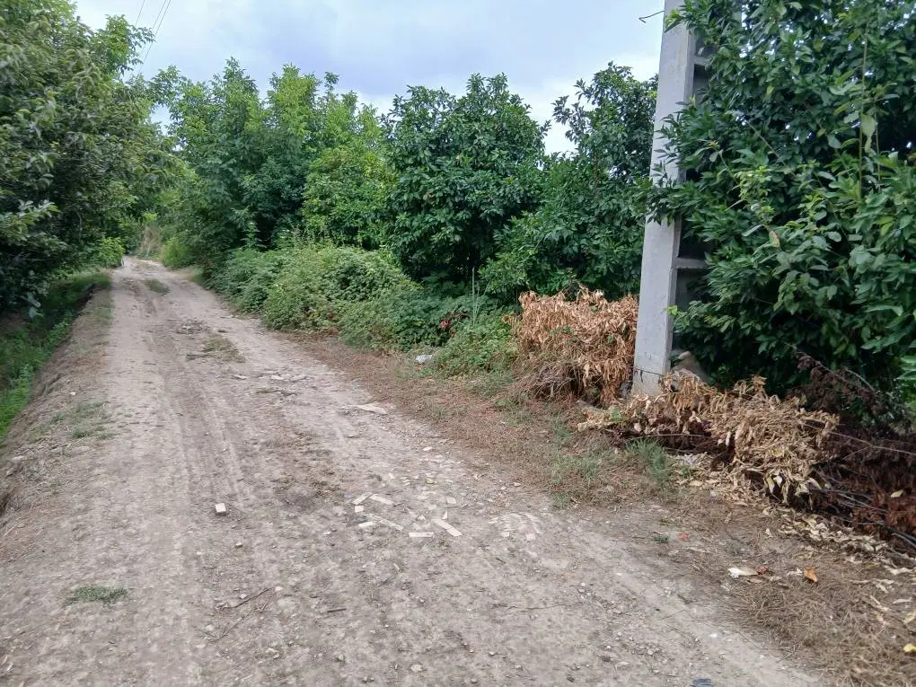 زمین کشاورزی