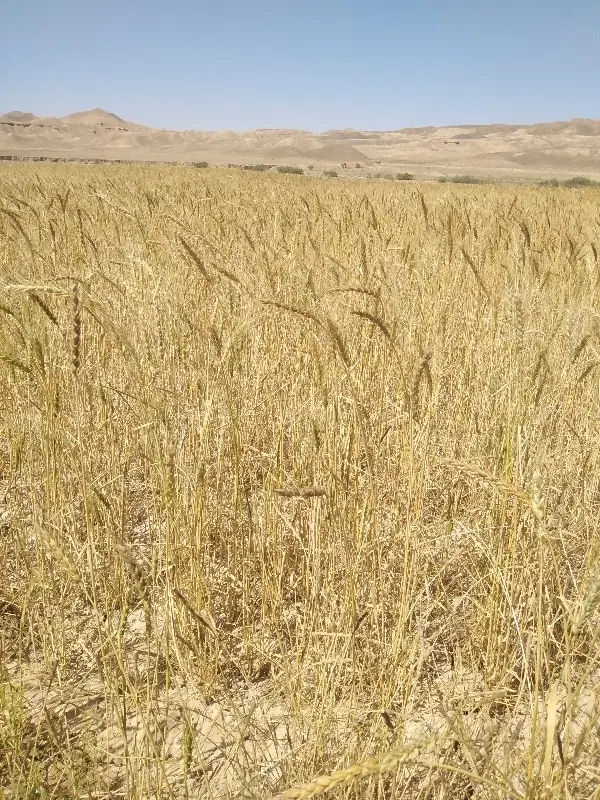 زمین کشاورزی دیم سند 6دانگ تک برگ ملکی طلق