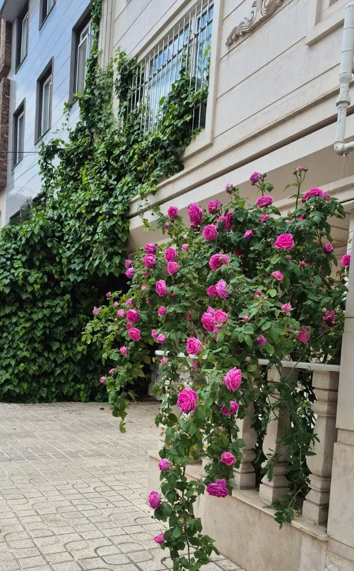 نوروزیان 108 متری
