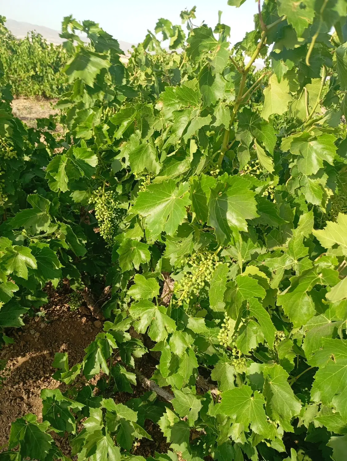 فروش باغ انگور ومیوه