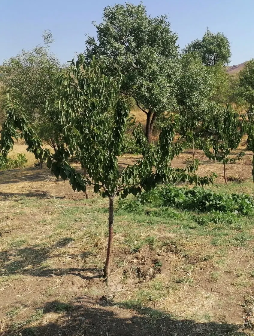 باغ در روستای گرگین