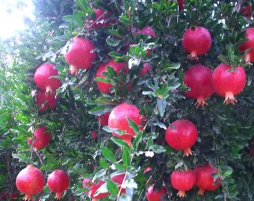 فروش باغ اناری ثمری