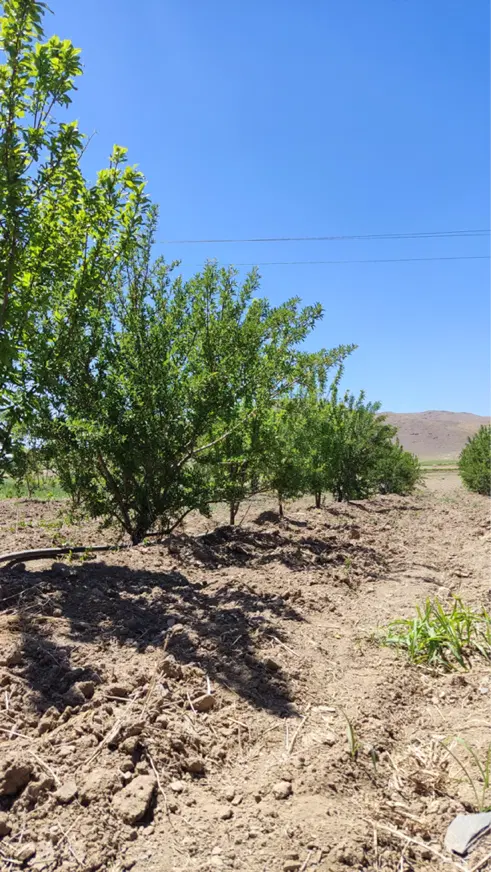 معاوضه ۴۰۰۰ متر باغ با کمپر یا خودرو