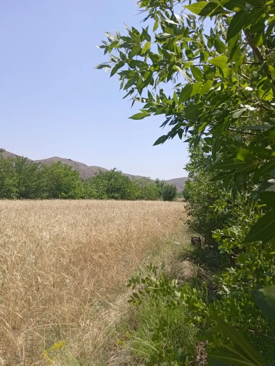 یه زمین در بابکان