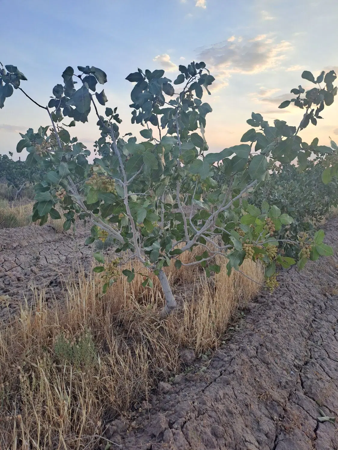 باغ پسته فروشی