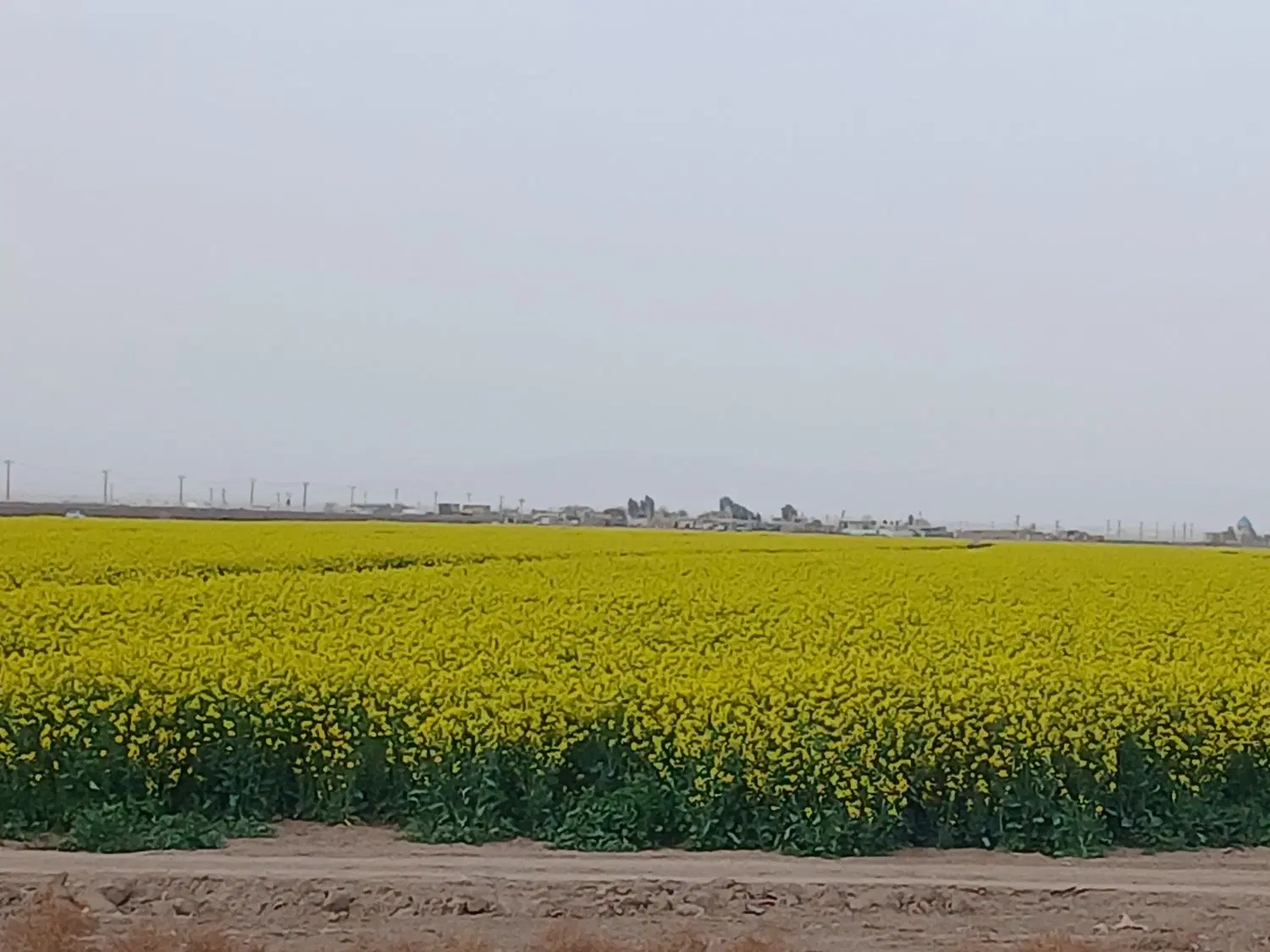 زمین کشاورزی