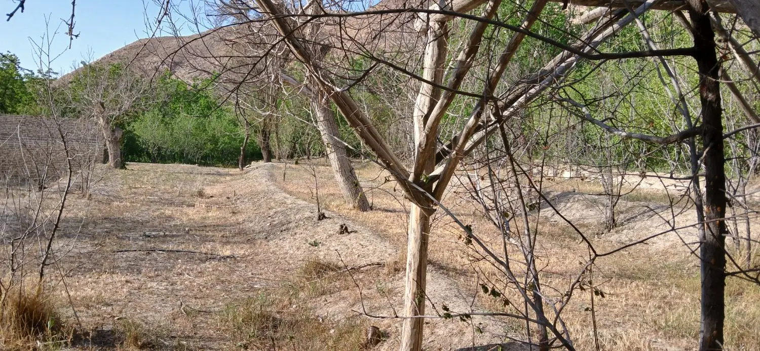 فروش زمین باغی در برزکِ کاشان