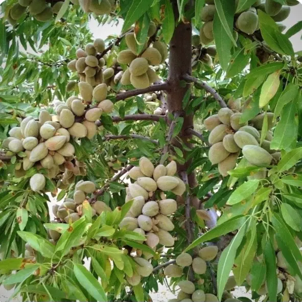 فروش قطعه زمین در ایلخچی