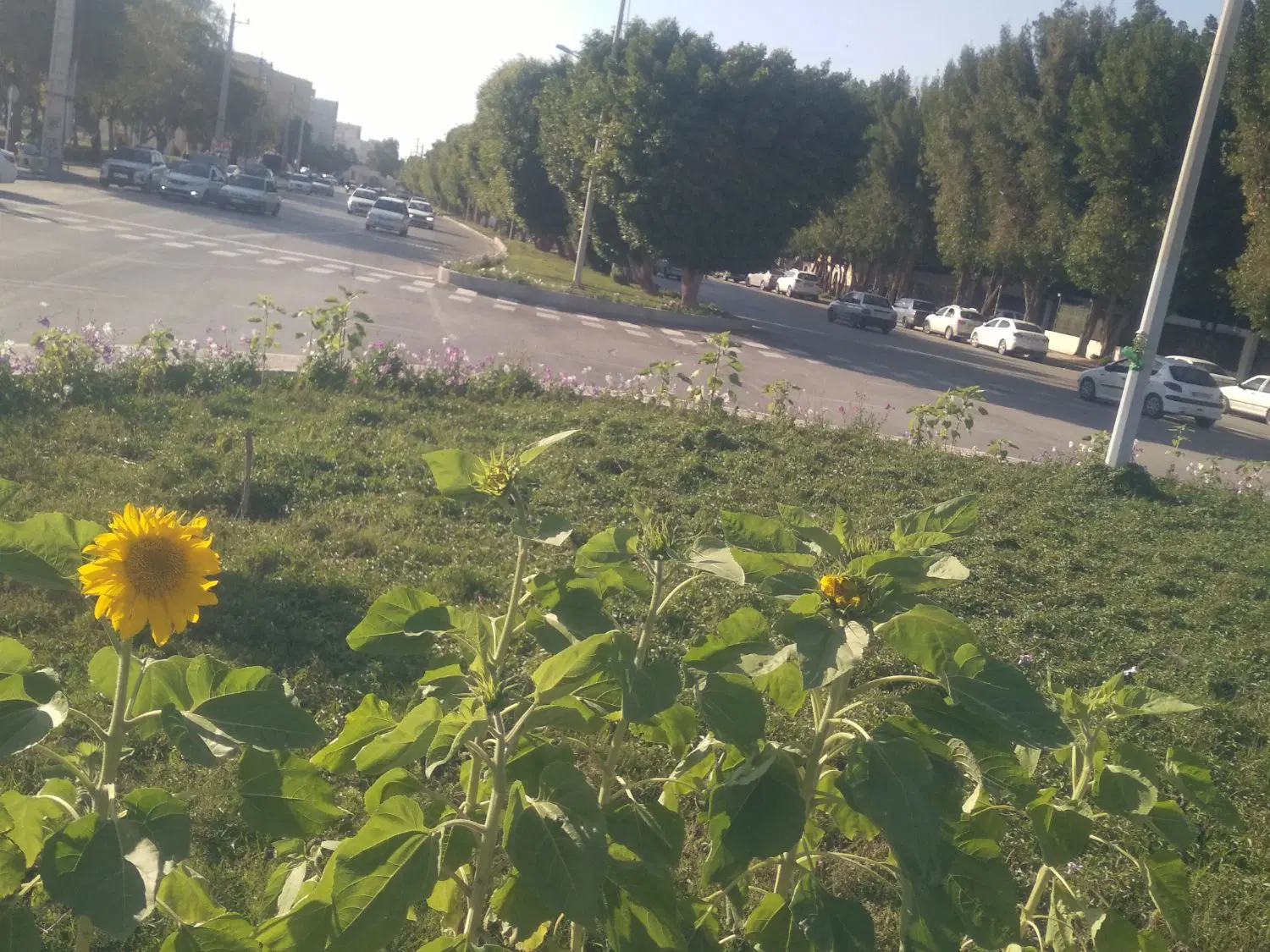 زمین کشاورزی آبی سطر