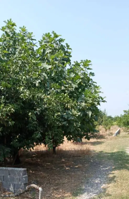 زمین باغ حق ساخت داره برا ویلا