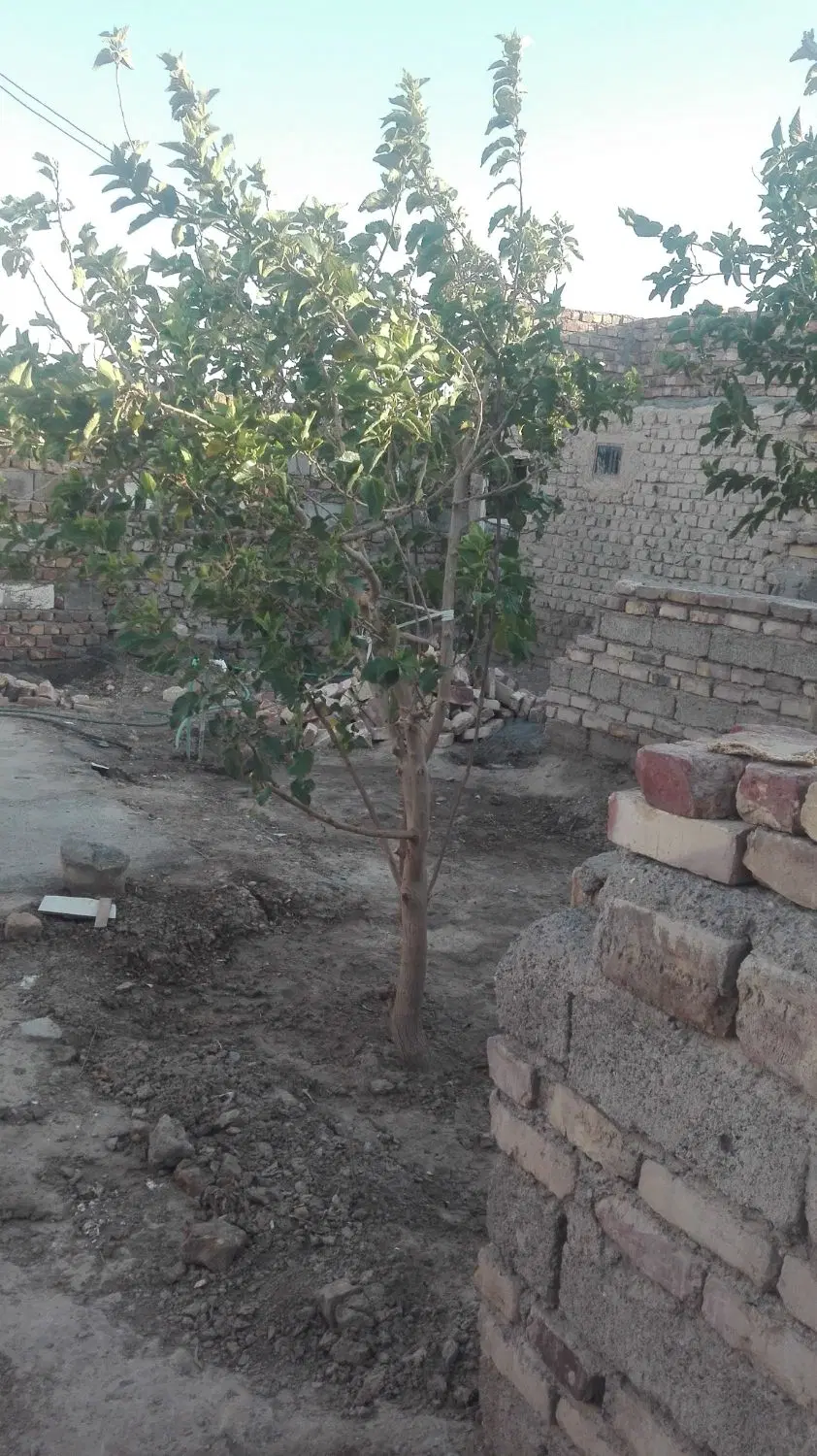 منزل ویلایی در کلوخی