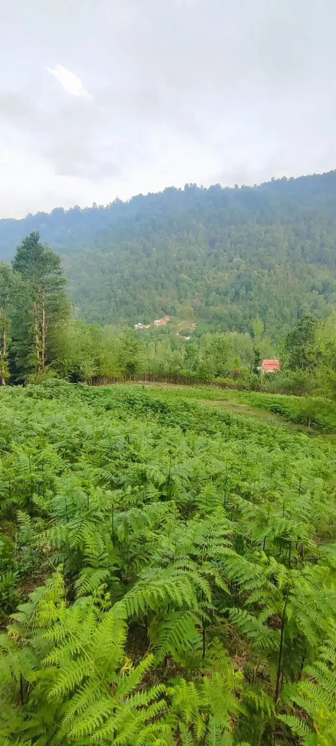 زمین روستایی ۳هزار متری